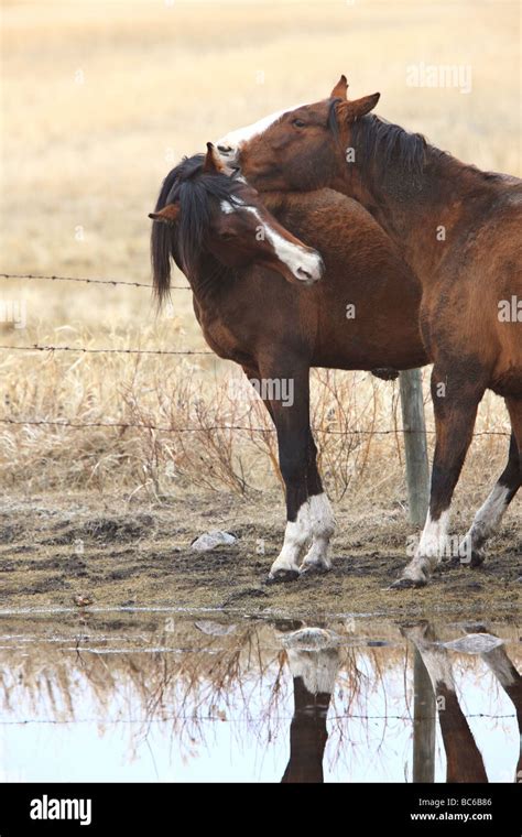 horse mating|World Wildlife